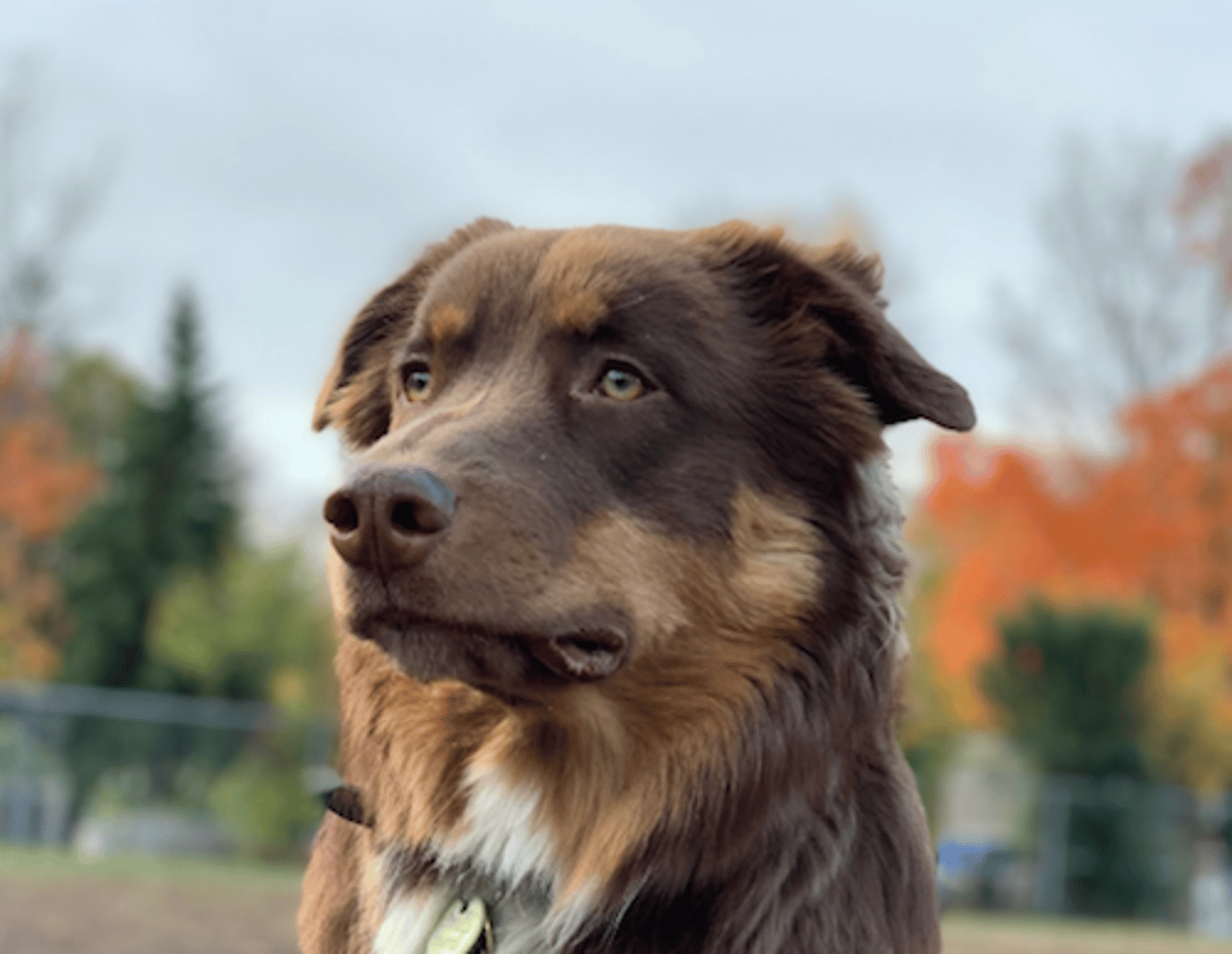 Finn Klipfolio Dogs