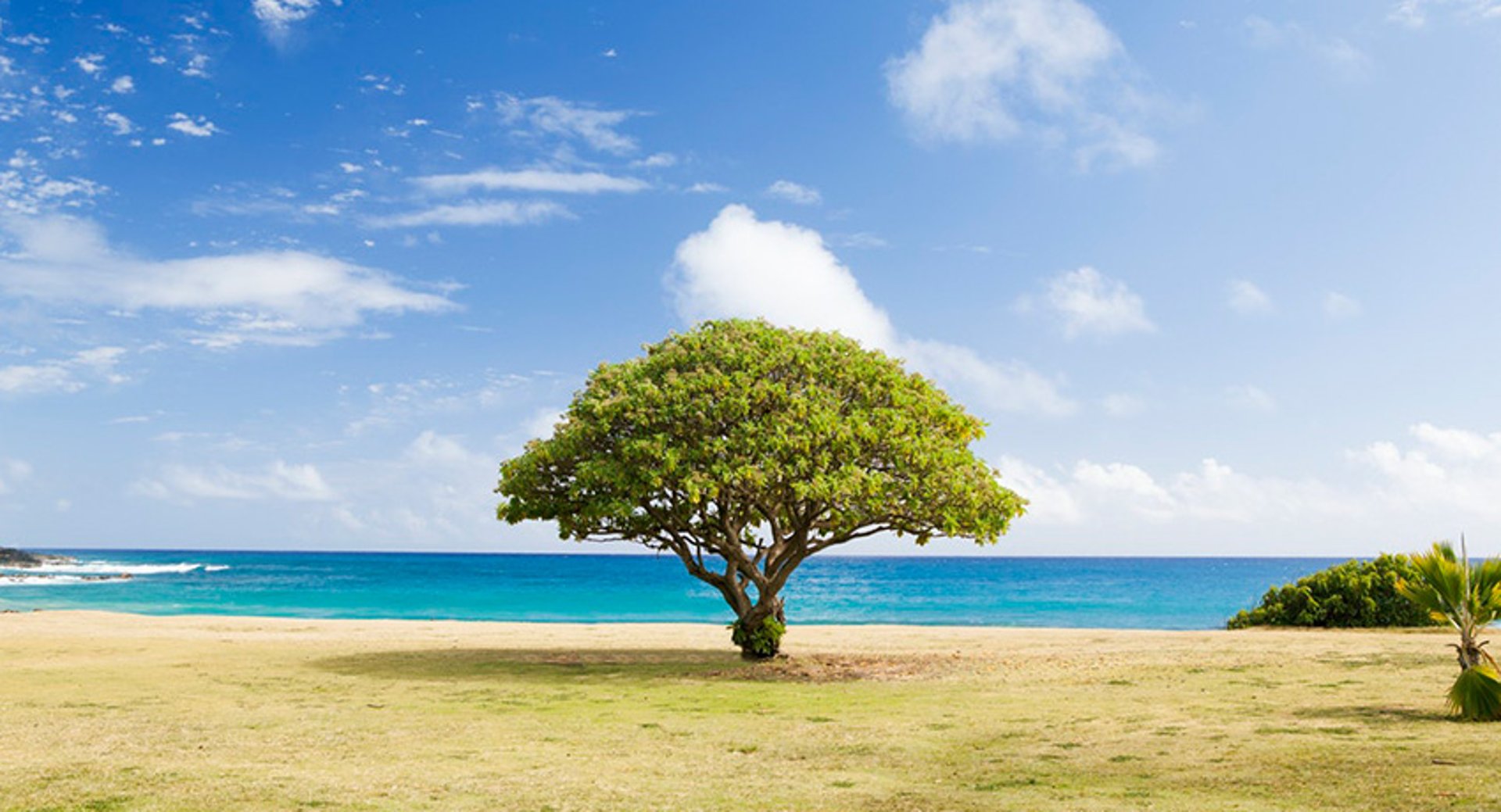 Treehead